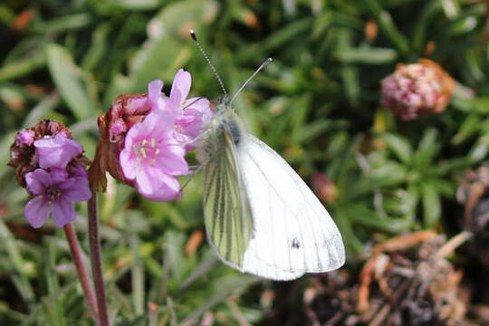 Plancia ëd Pieris napi britannica