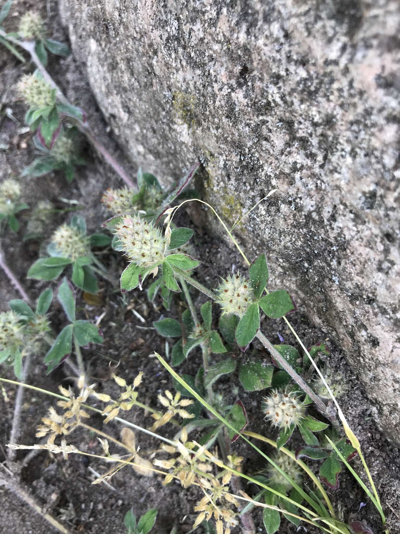 Image of knotted clover