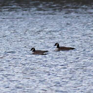 Plancia ëd Branta hutchinsii (Richardson 1832)