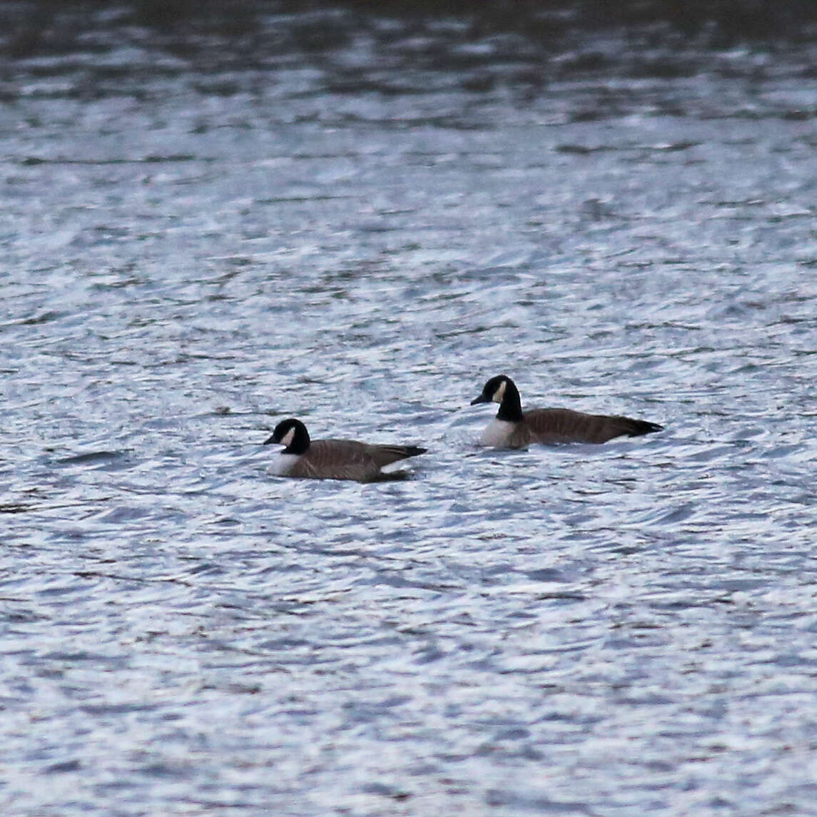 Plancia ëd Branta hutchinsii (Richardson 1832)