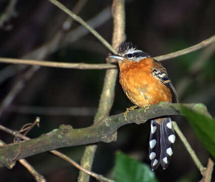 Image of Ferruginous Antbird