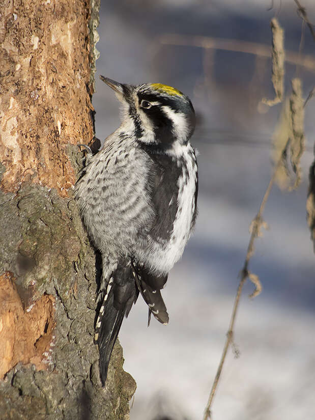 Image of Eurasian Three-toed Woodpecker