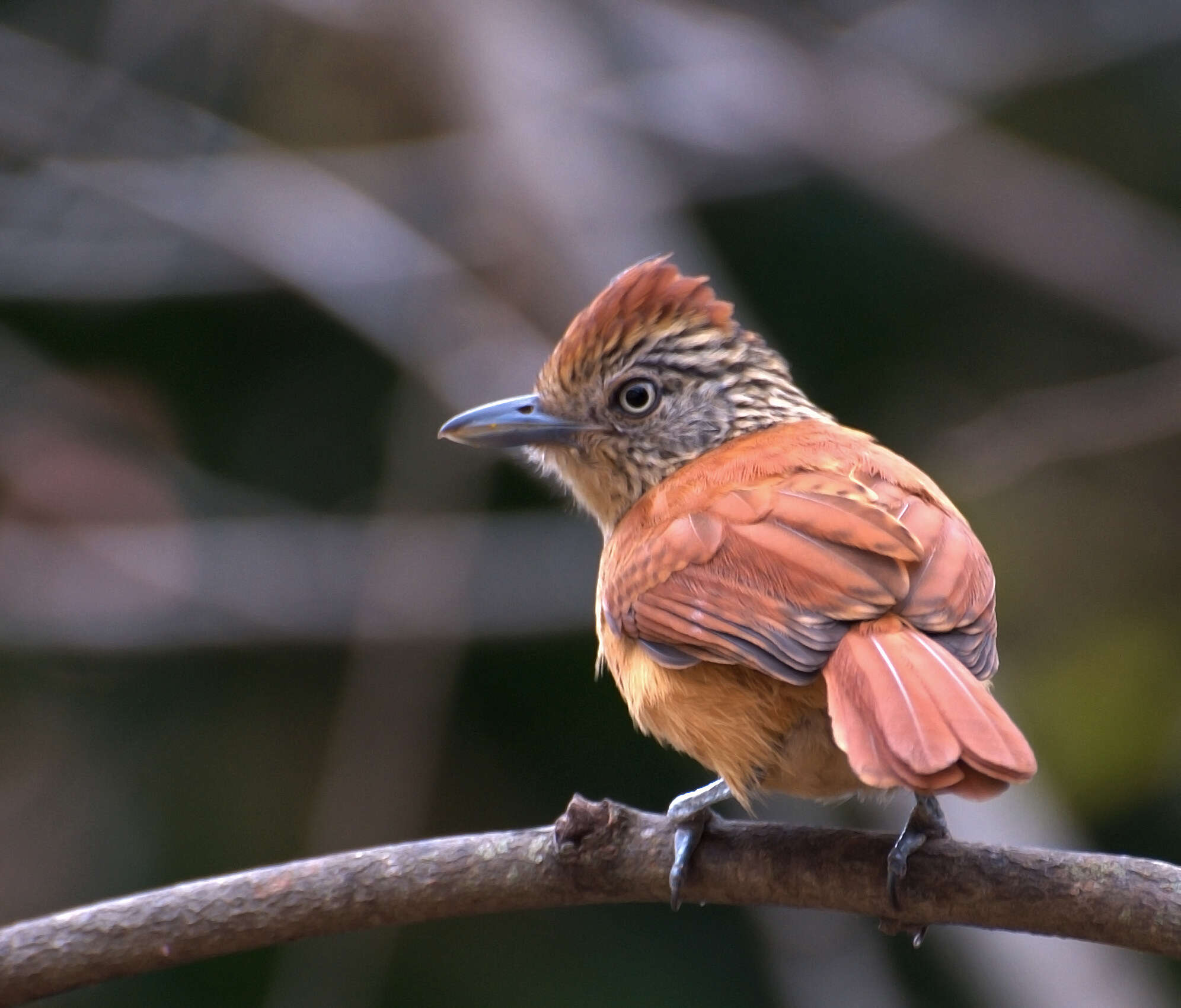 Image of Barred Antshrike