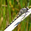 Image of Black Petaltail