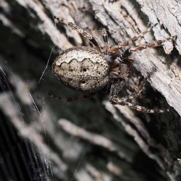 Image of Walnut Orb-Weaver Spider