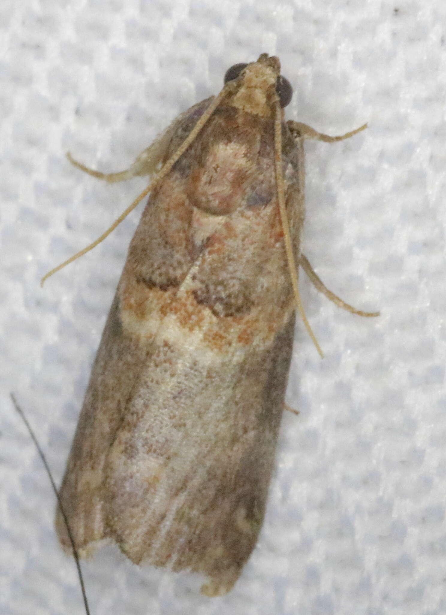 Image of Hickory Leafstem Borer