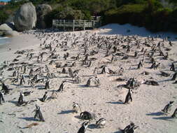 Image of African Penguin