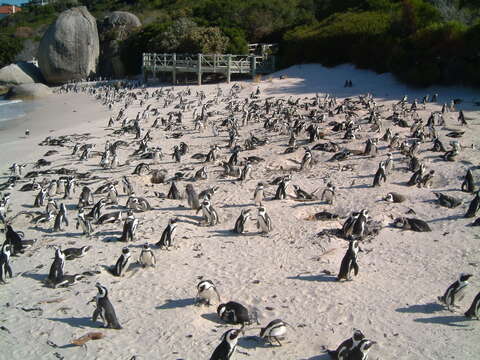 Image of African Penguin