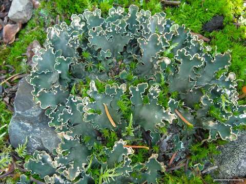 Image of felt lichen