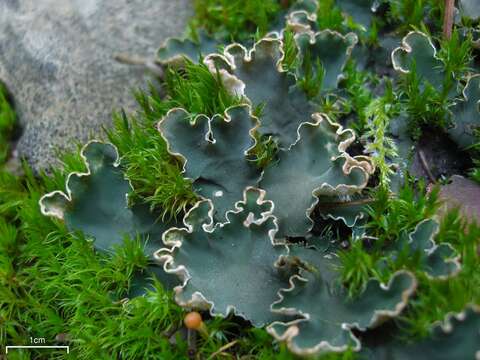 Image of felt lichen