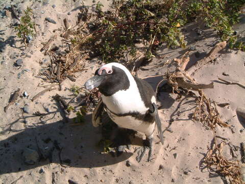 Image of African Penguin