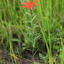 Lilium concolor var. partheneion (Siebold & de Vriese) Baker resmi