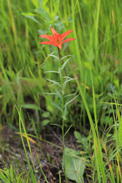 Image of Lilium concolor var. partheneion (Siebold & de Vriese) Baker