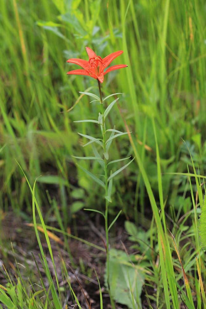 Lilium concolor var. partheneion (Siebold & de Vriese) Baker resmi