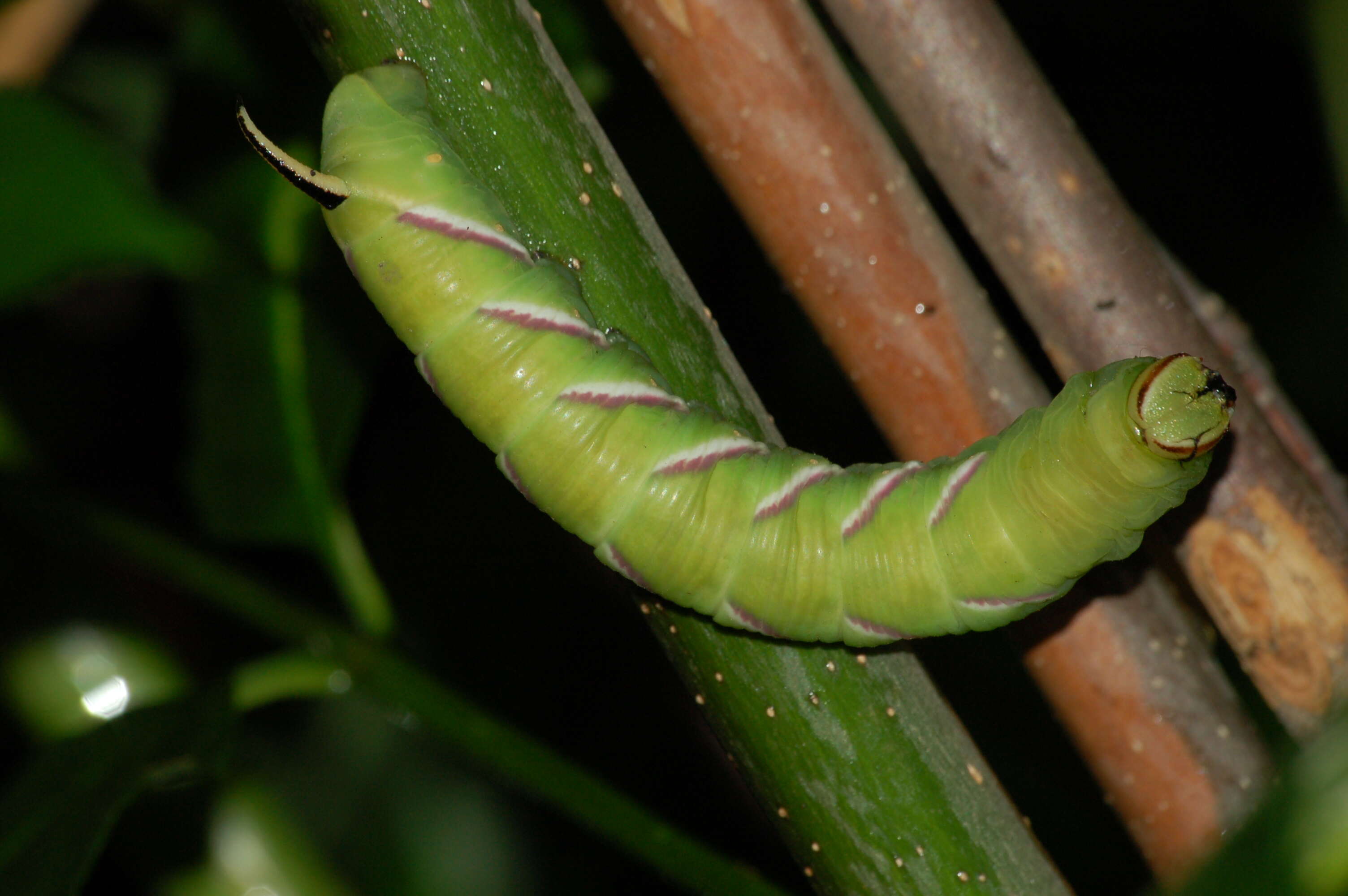 Image of privet hawk-moth