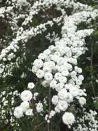 Image of bridalwreath spirea