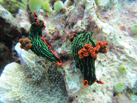 Image of Dusky green spot orange gill black slug