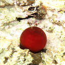 Image of Actinia mediterranea Schmidt 1971