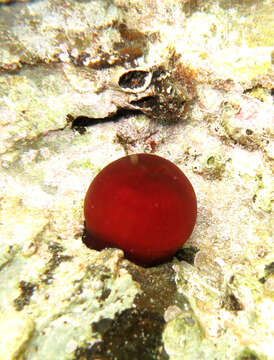 Image of Mediterranean Beadlet Anemone