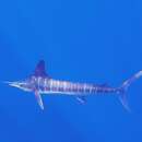 Image of Striped Marlin