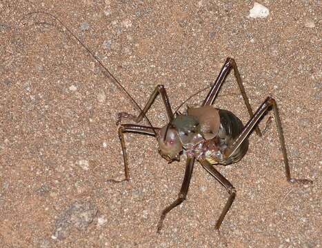 Image of Long-legged Armoured Katydid