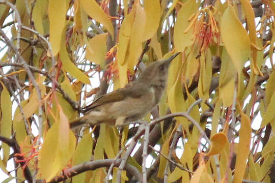 Image of Crescent Honeyeater