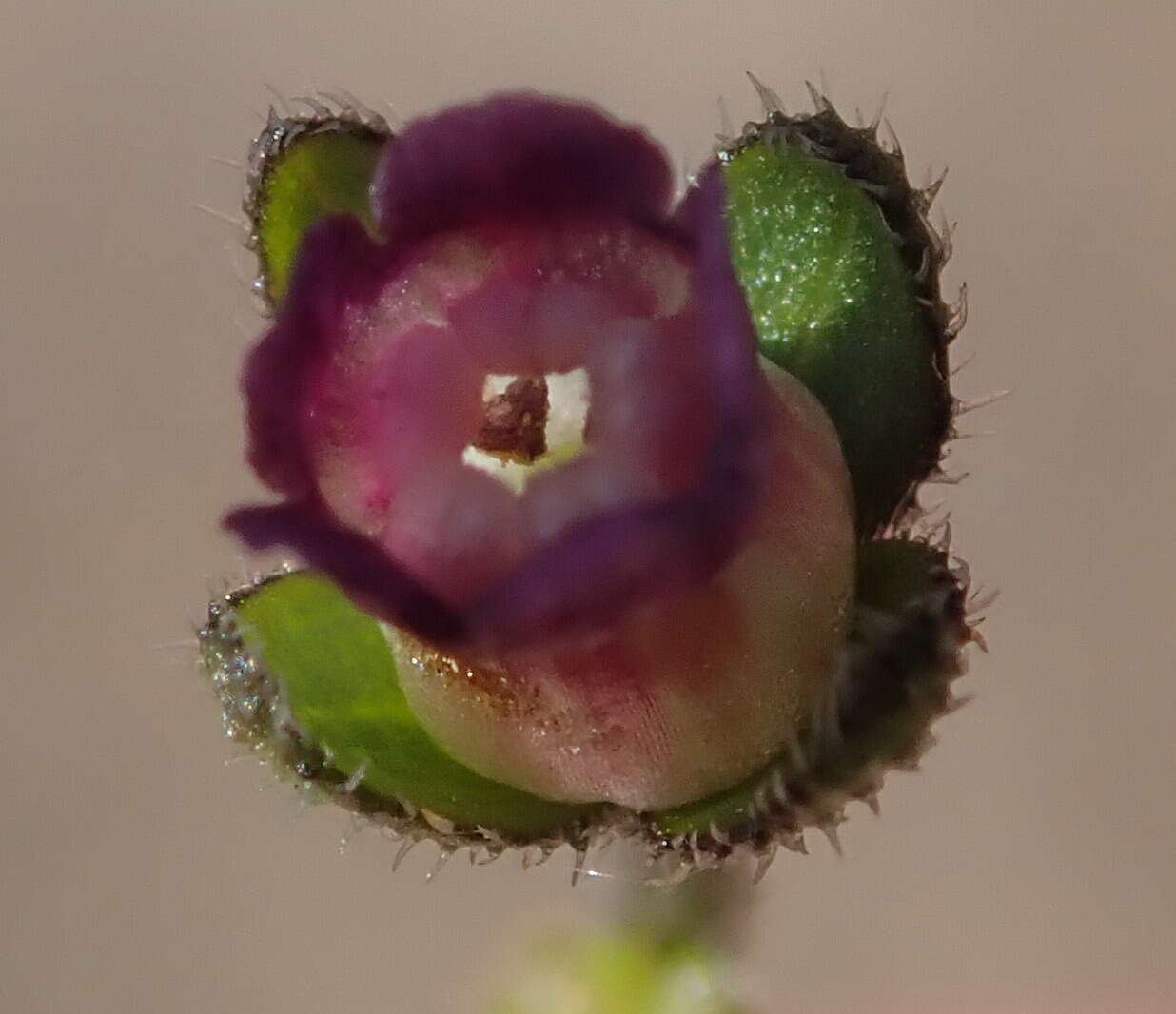 Image of Cynoglossum hispidum Thunb.