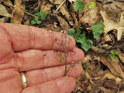 Image of Arkansas meadow-rue