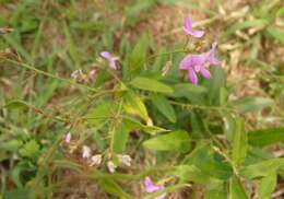 Image of panicledleaf ticktrefoil