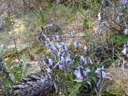 Imagem de Polygala venulosa Sm.