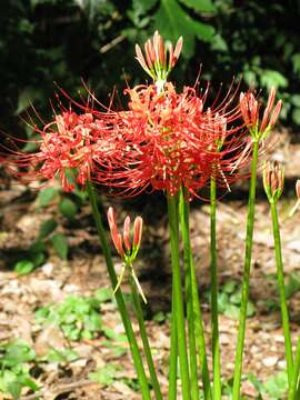 Image of red spider lily