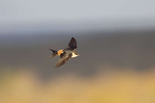 Image of Mosque Swallow