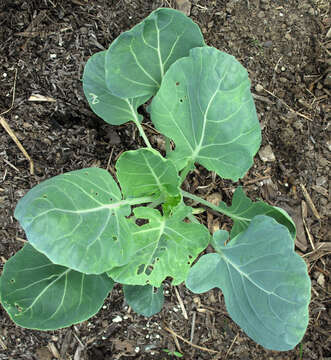 Image of white cabbage