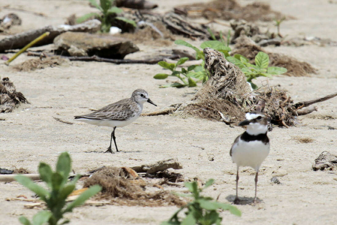 Image of Semipalmated Sandpiper