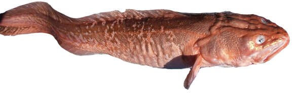 Image of pink cusk-eel