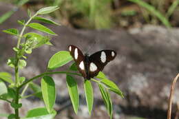 Image of False Plain Tiger