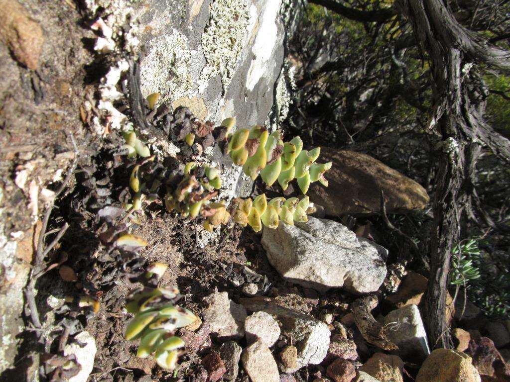 Image of Crassula rupestris subsp. rupestris