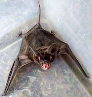 Image of Big Free-tailed Bat