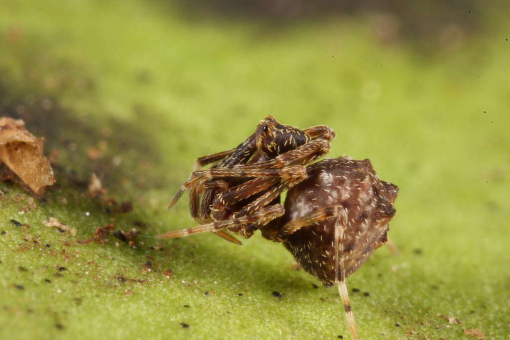 Image of pelican spiders