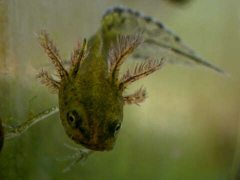 Image of Great Crested Newt