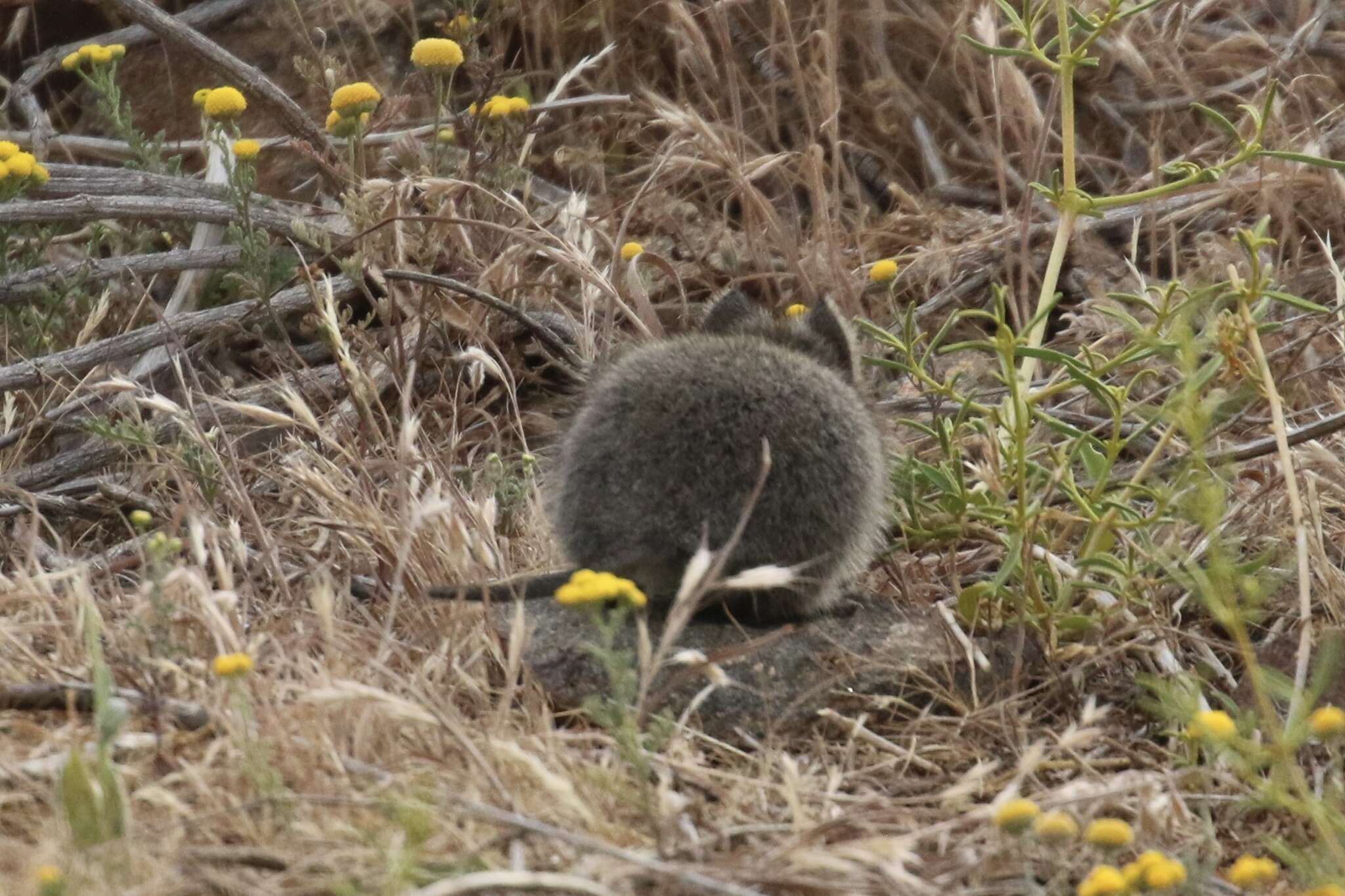 Image de Parotomys brantsii (A. Smith 1834)