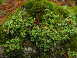 Image of cup lichen