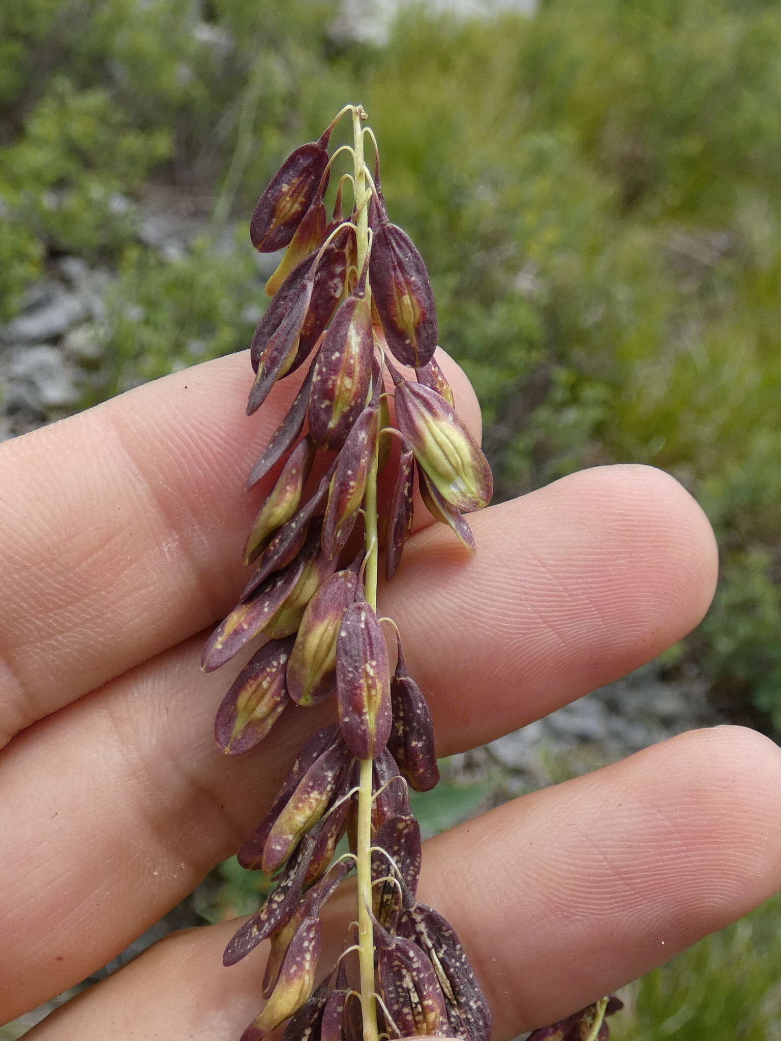 Image of Isatis costata C. A. Mey.