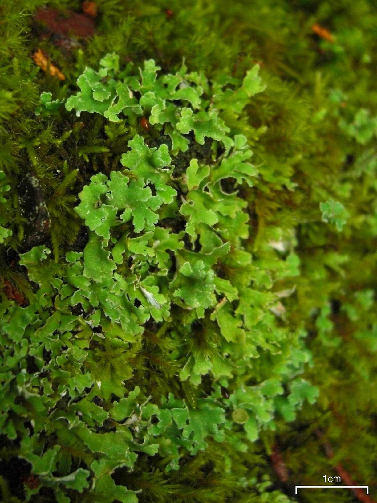 Image of cup lichen