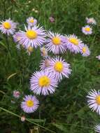 Image of aspen fleabane