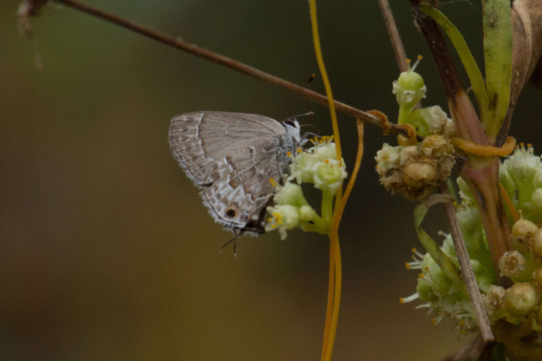 Image of Lacey's Scrub-Hairstreak