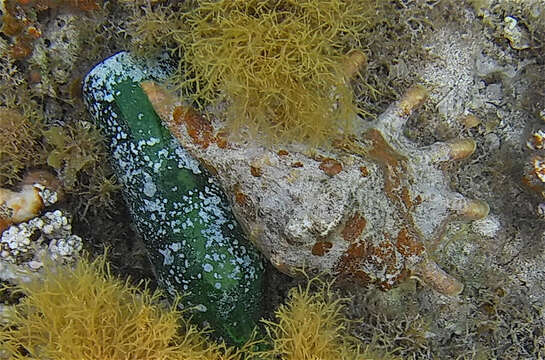 Image of Giant spider conch