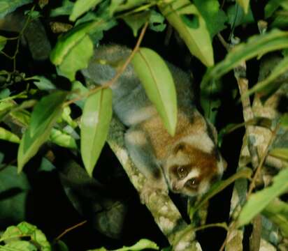 Image of Nycticebus kayan Munds, Nekaris & Ford 2013