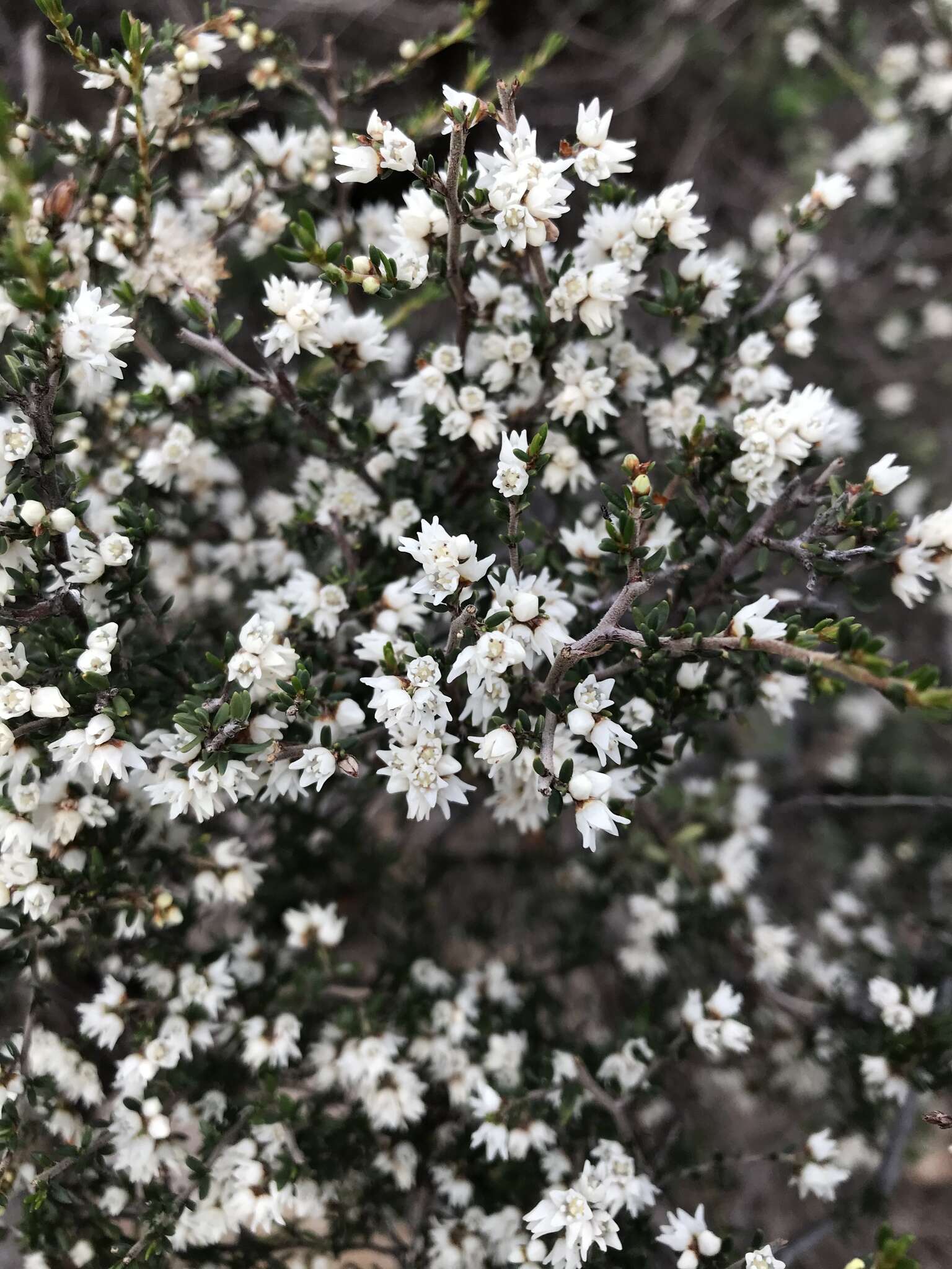 Image of Cryptandra tomentosa Lindl.