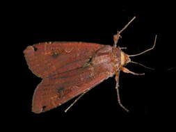 Image of Large Yellow Underwing